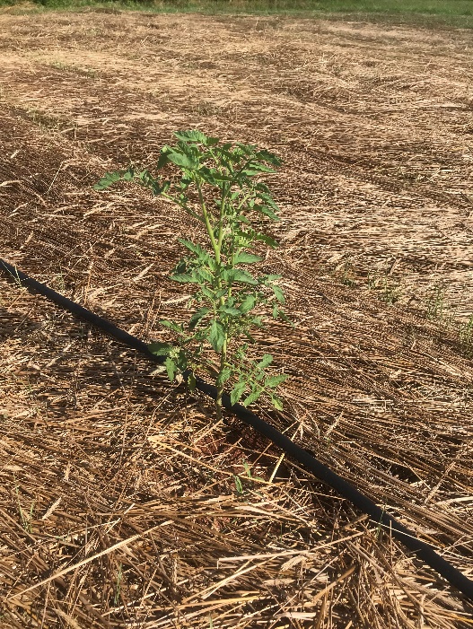 Roller crimping used on a cover crop