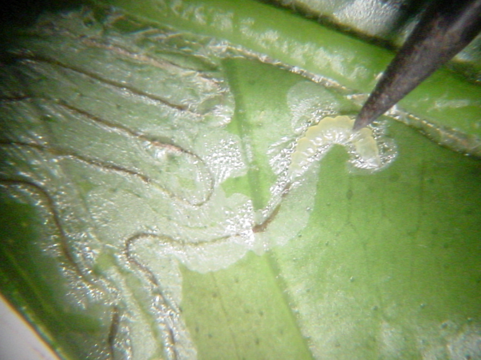 Leafminer egg hatching