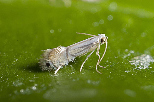 Adult citrus leafminer