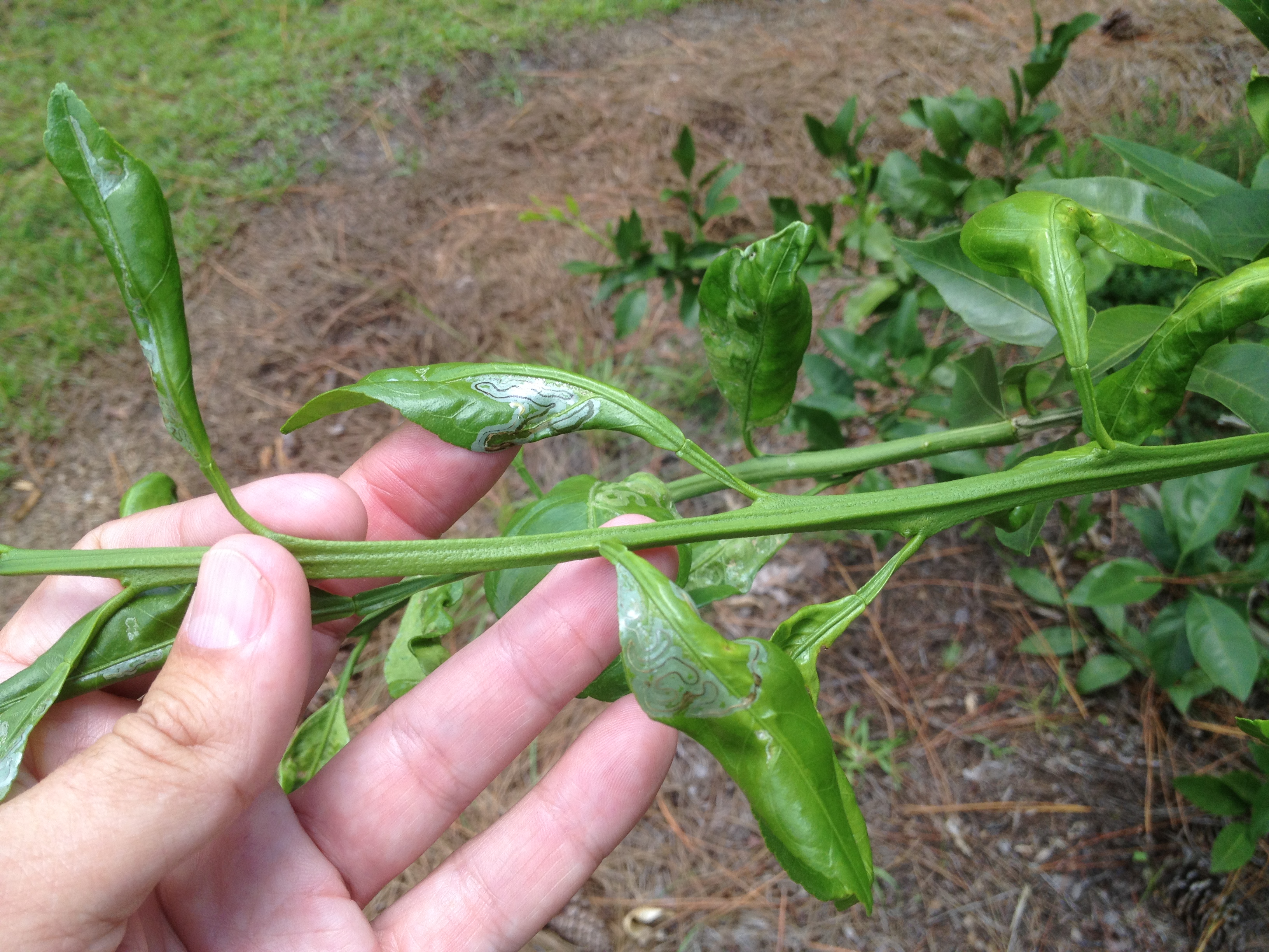 Leaf damaged by leafminer larva