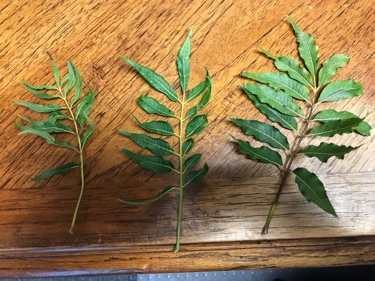 Pecan leaves with glyphosate injury and leaves with zinc deficiency. The glyphosate injured leaves are smaller and appear shriveled. The zinc deficient leaves have wavy margins.