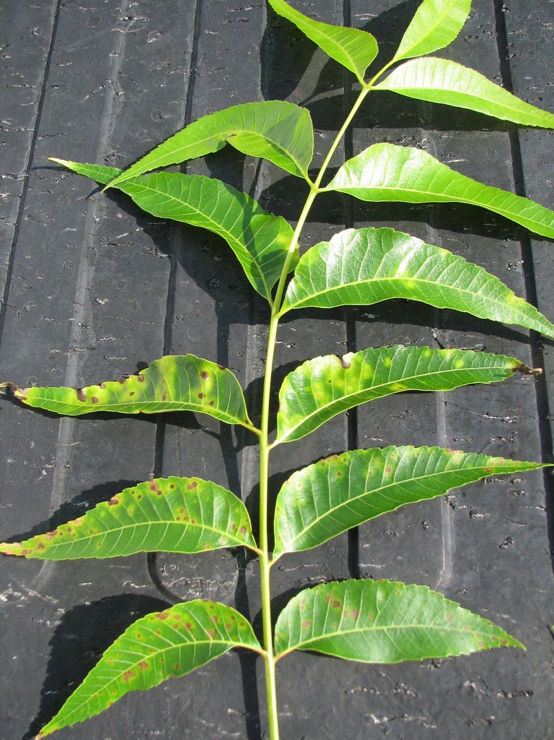Pecan leaves with yellowing and brown spots