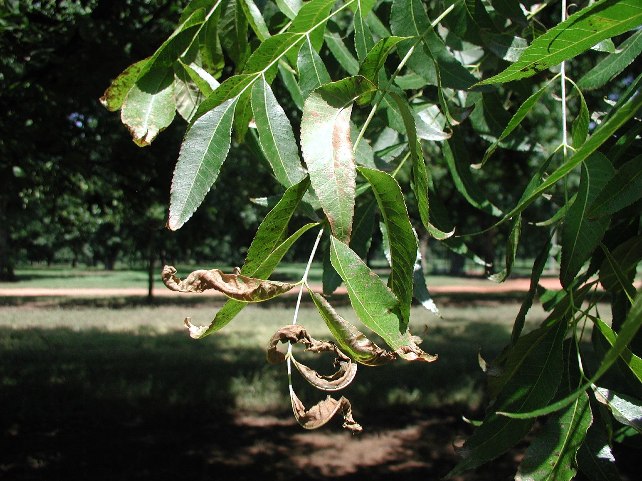 Pecan leaves that are entirely brown and shriveled