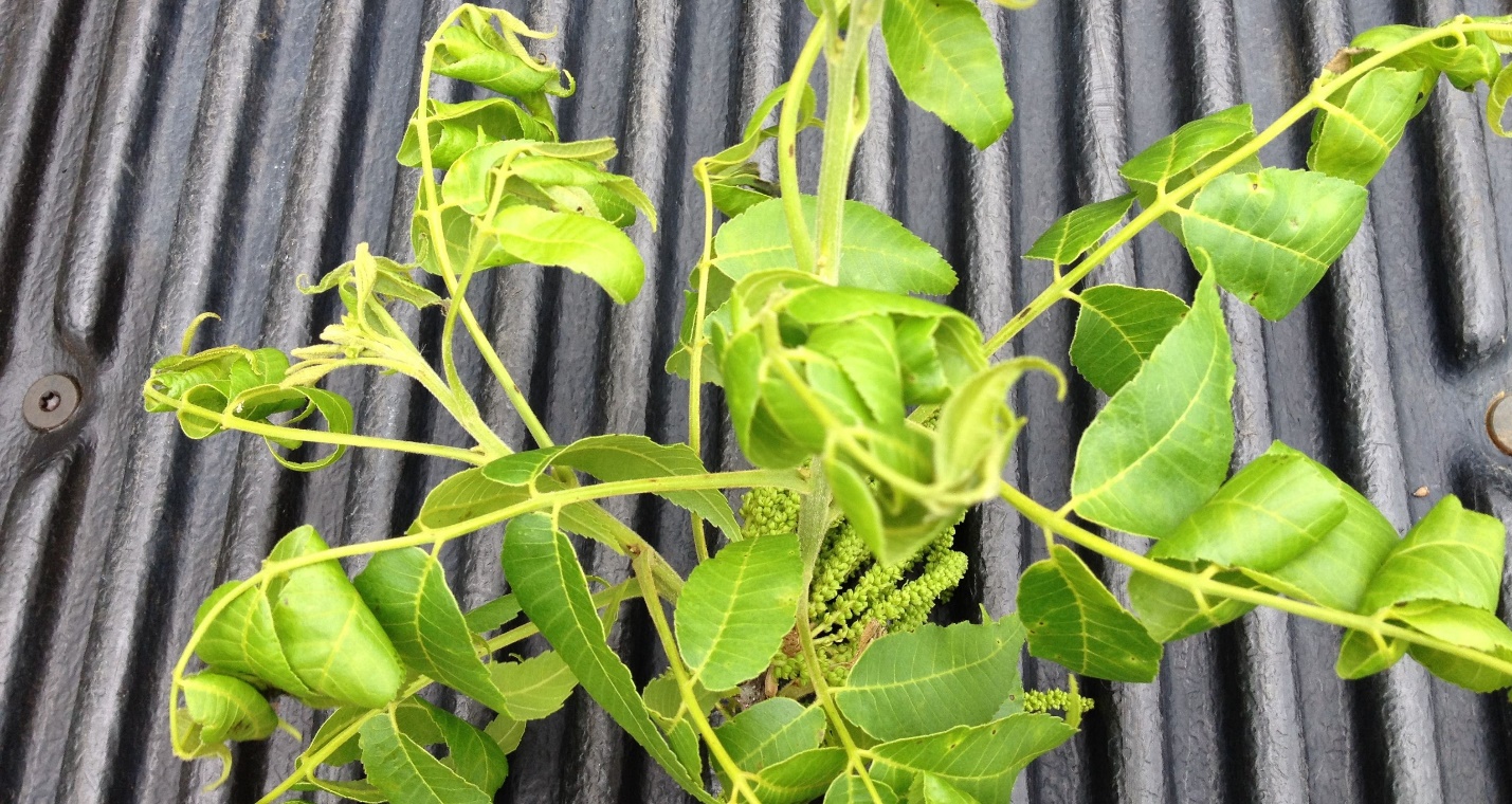 Pecan leaves that are yellow-green in color and curling