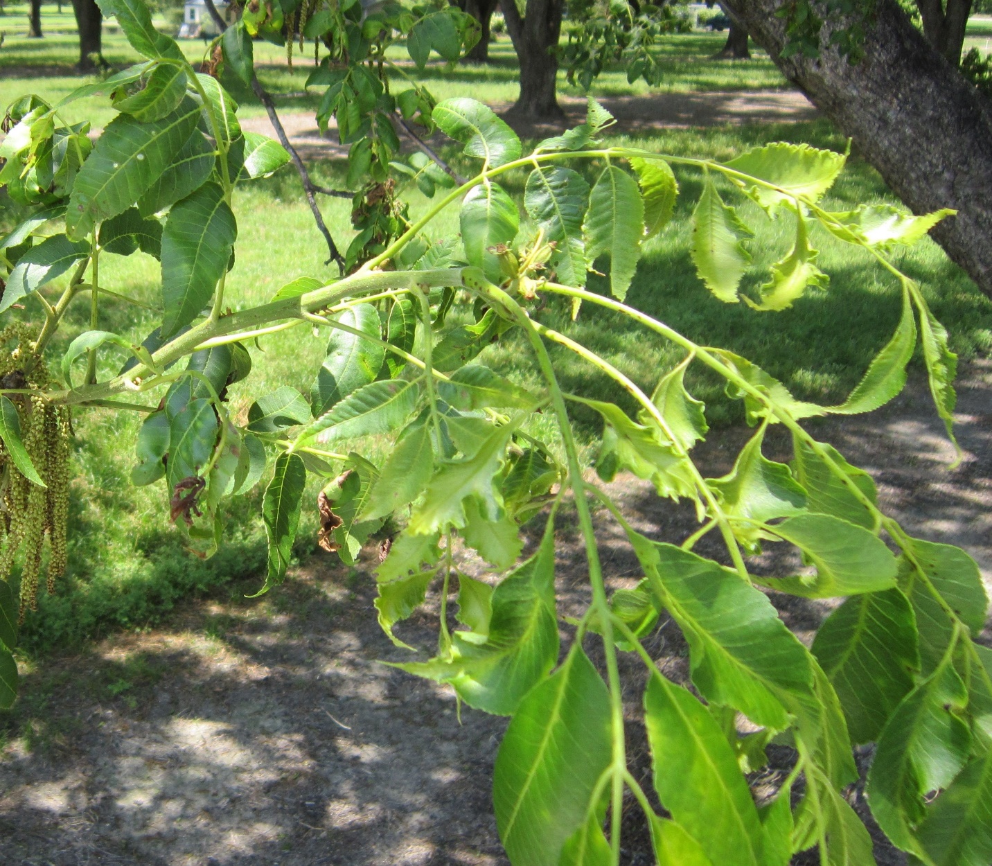 Pecan leaves curling and twisting