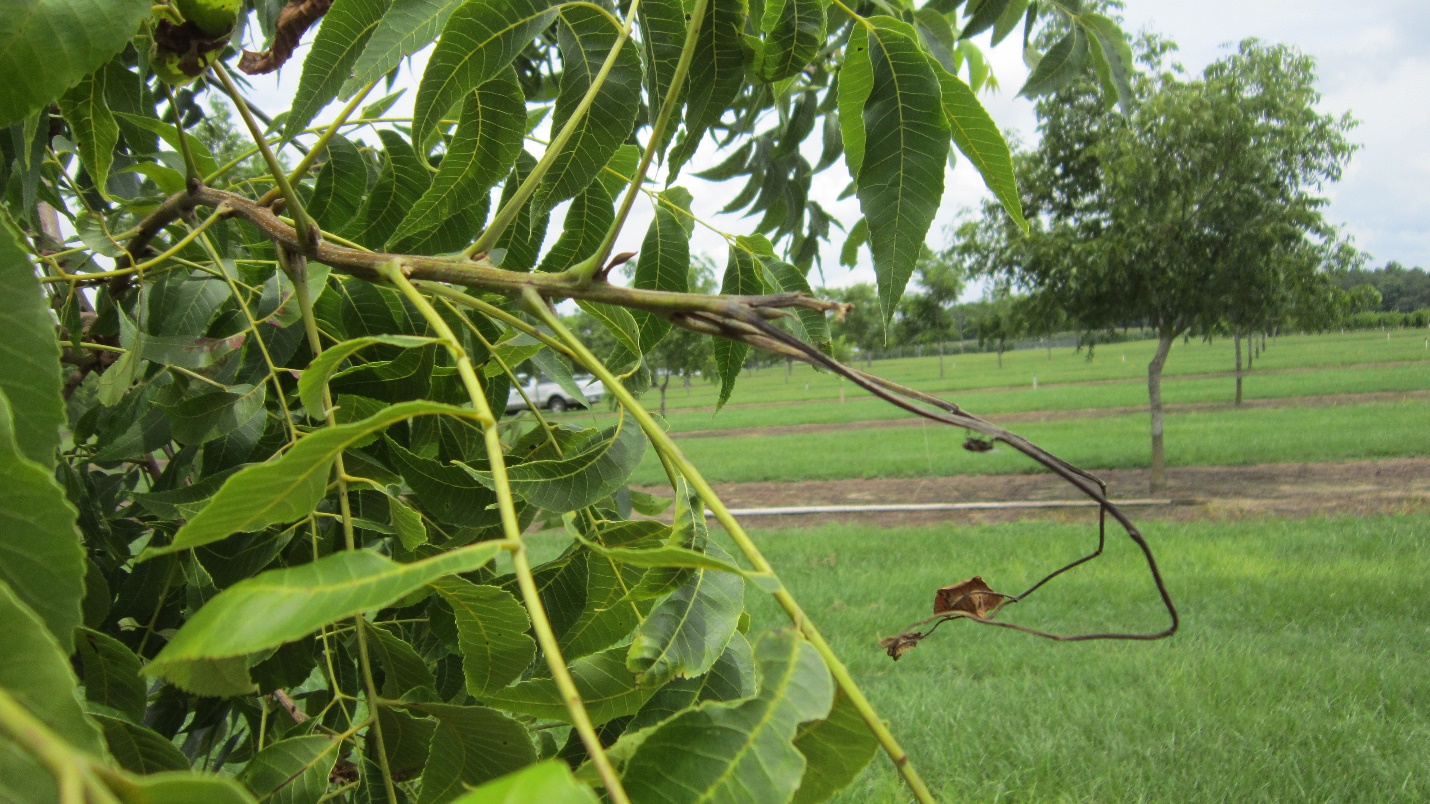 Pecan branch with a thin, barren, and curled twig