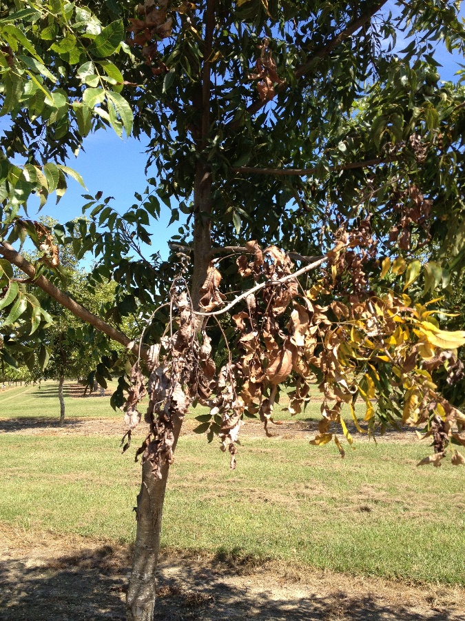 Pecan tree with a dead limb of dried, curled leaves