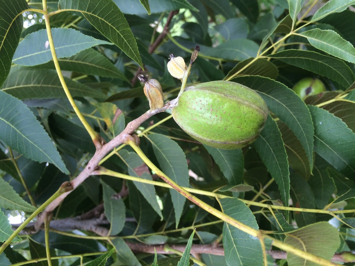 Pecan limb with stunted nut growth