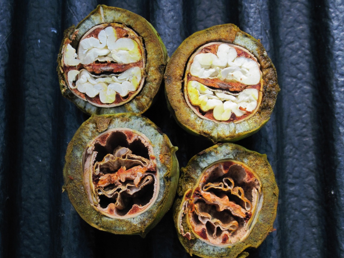 Cross sections of normal pecan and injured pecan. The injured pecan has no flesh
