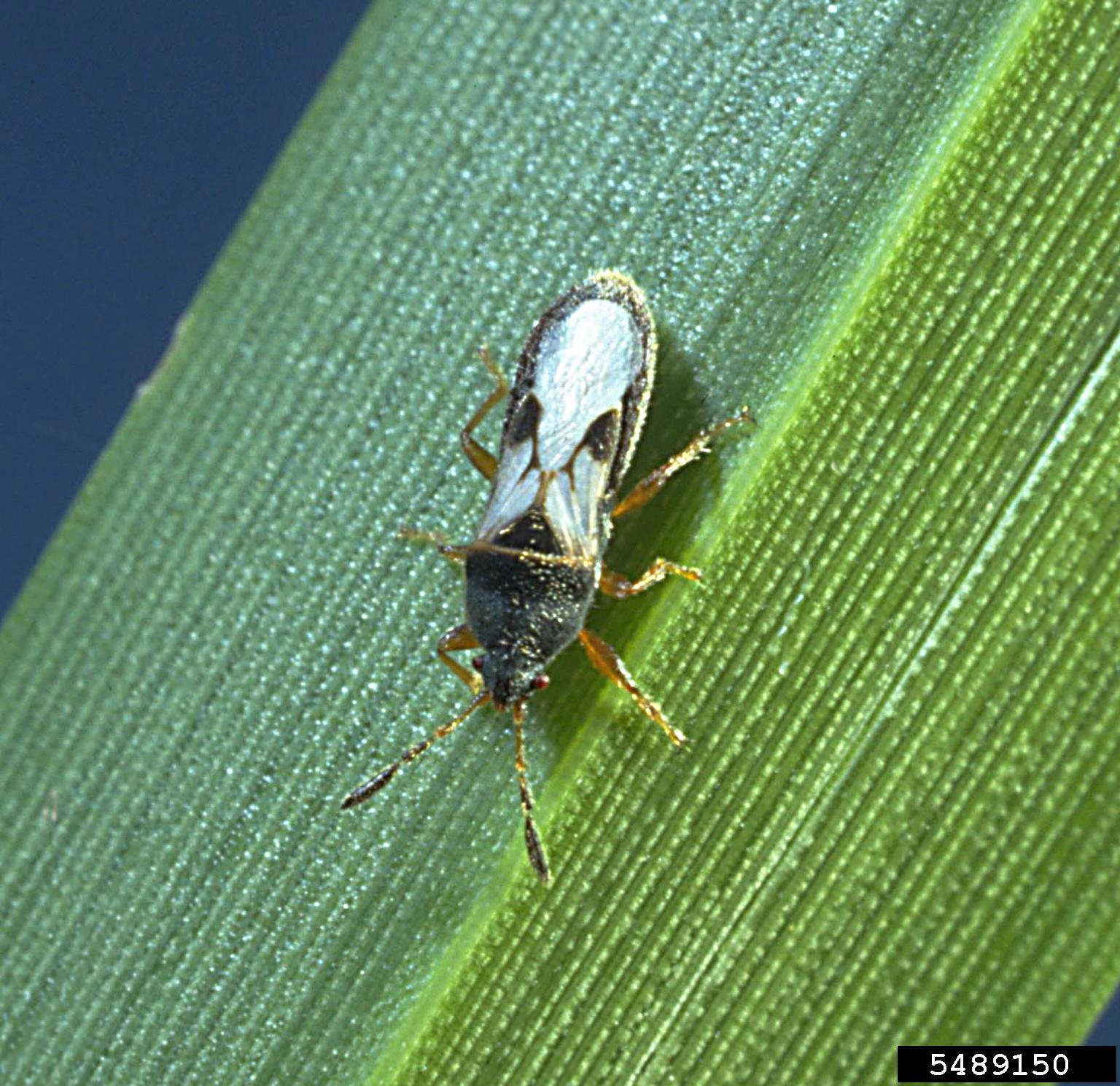 Adult southern chinch bug on a leaf