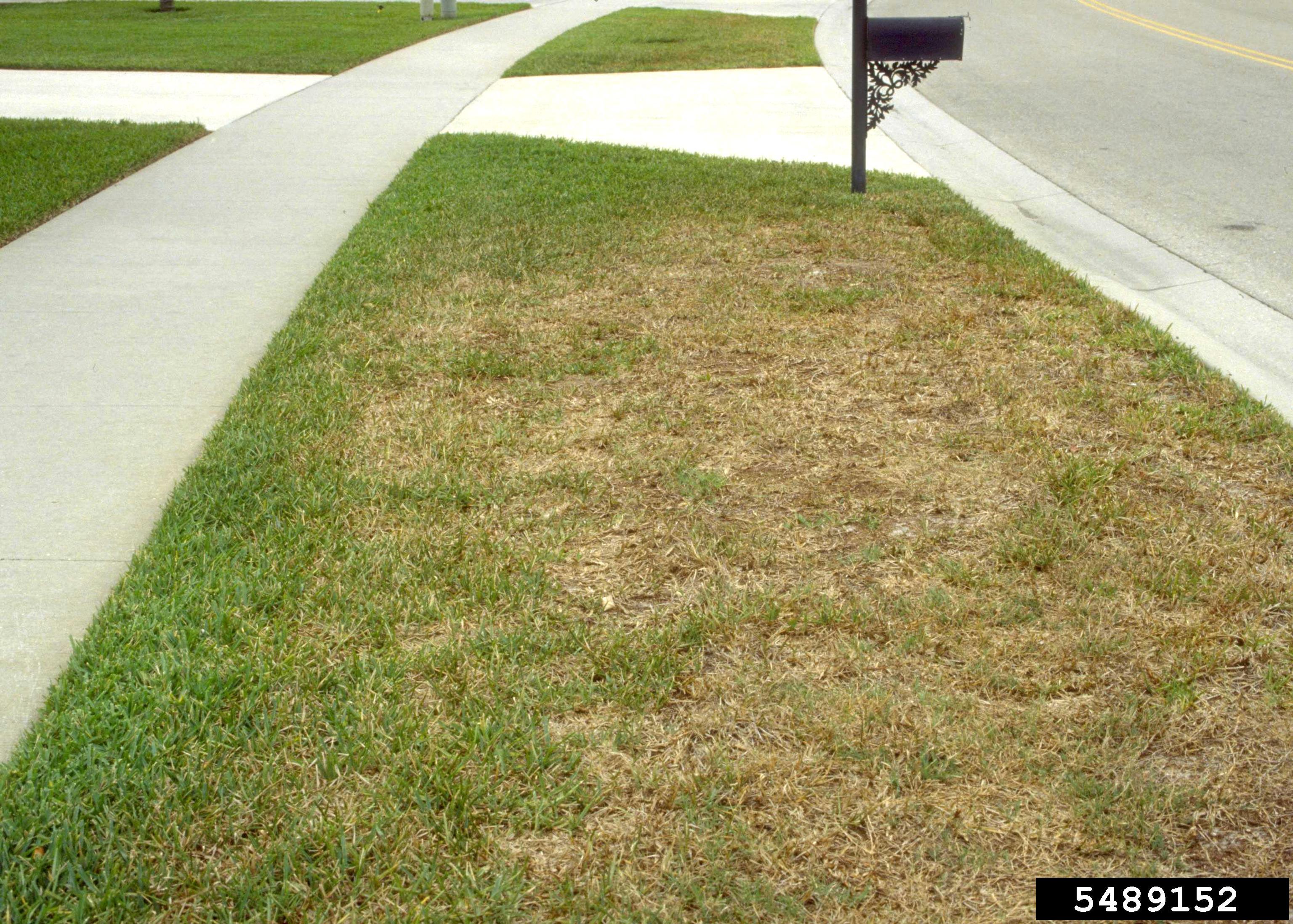 Turfgrass in a front yard with large dry/brown patches