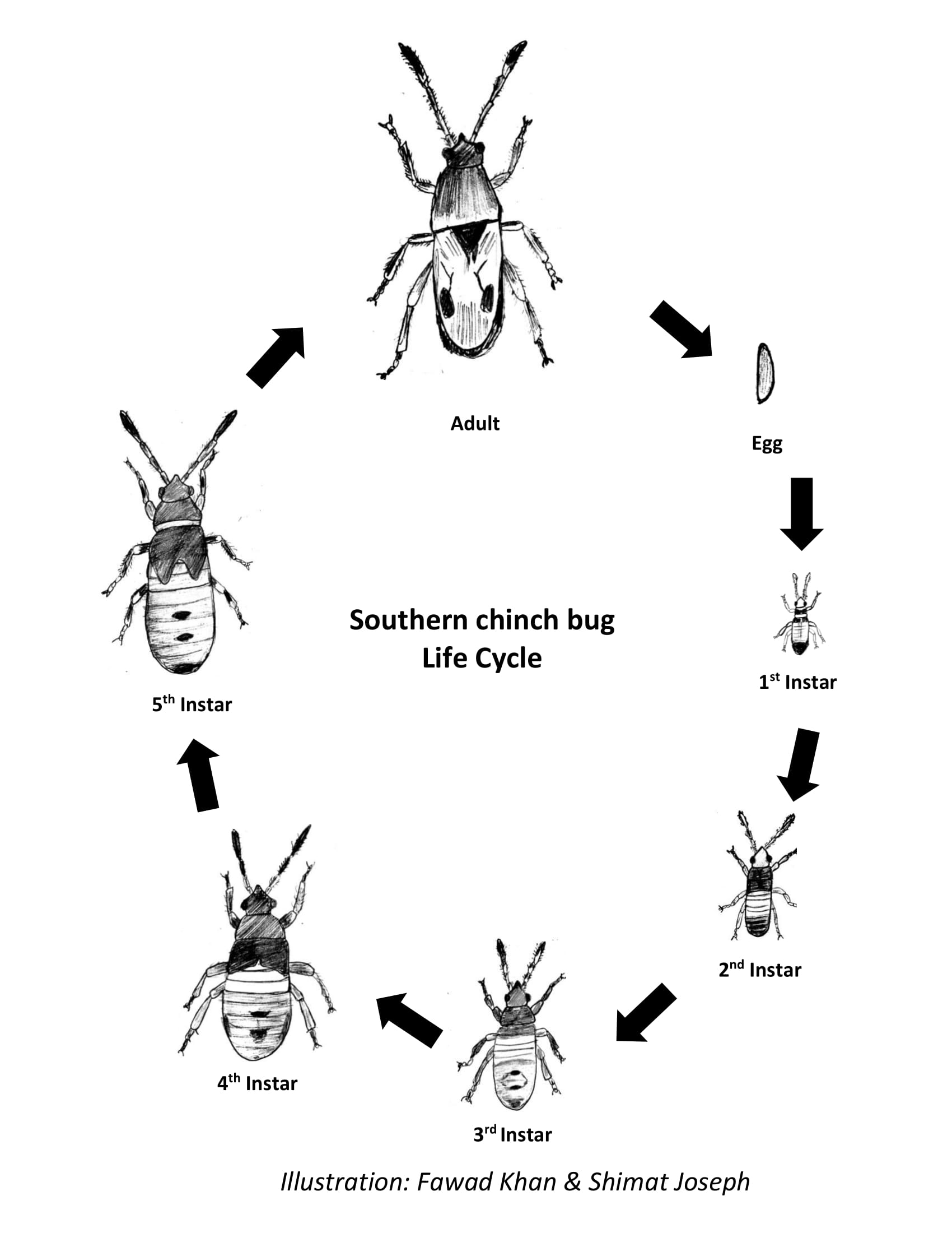 Southern chinch bug life cycle. Bugs go from egg through five larval instars to adults, then back to eggs. Illustration: Fawad Khan & Shimat Joseph