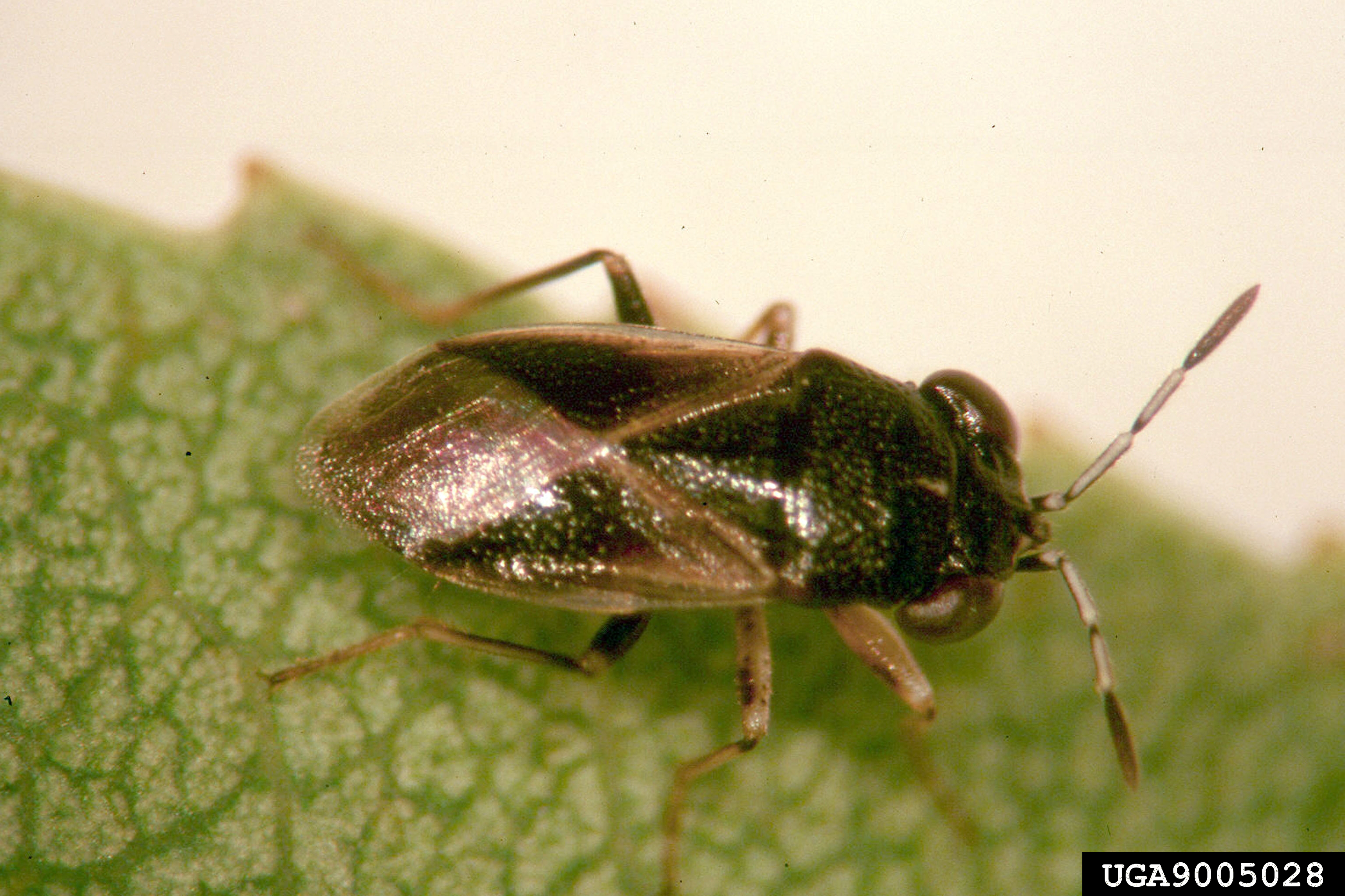 Adult bigeyed bug