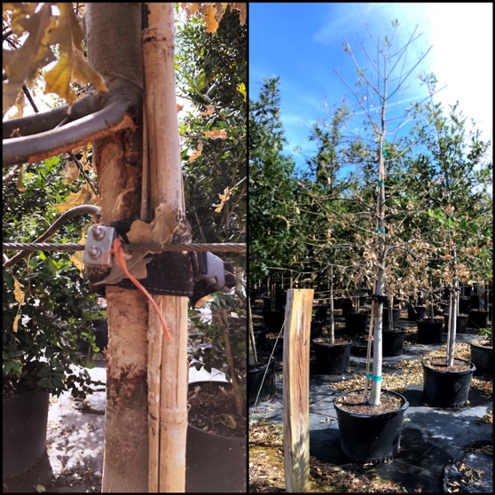 Composite of two images of trees with damage to the trunks