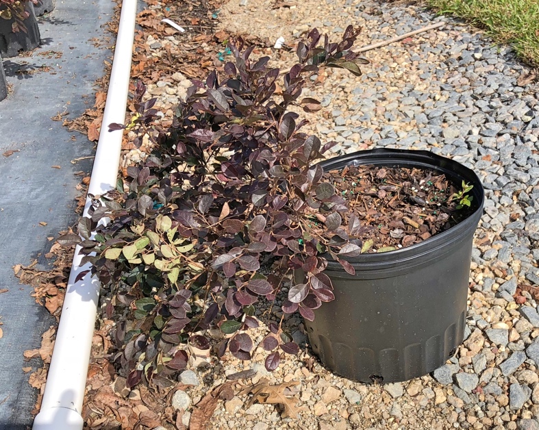 Potted loropetalum plant growing strongly to the side of the pot
