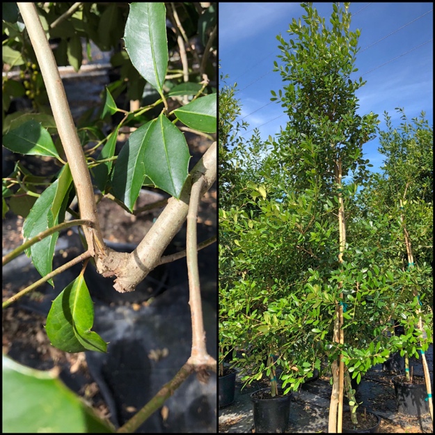 Broken stem forming a switchback shape on the branch, and misshapen tree canopy.