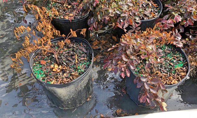 Potted plants showing crown damage