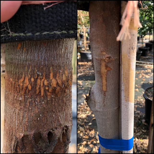 Composite image of two tree trunks with damaged bark