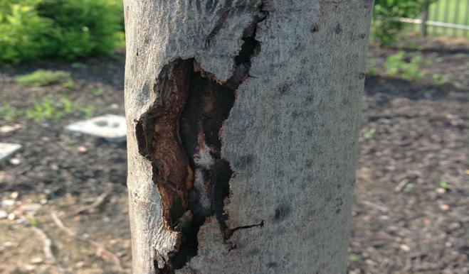 Tree trunk with large crack-like injury in the bark