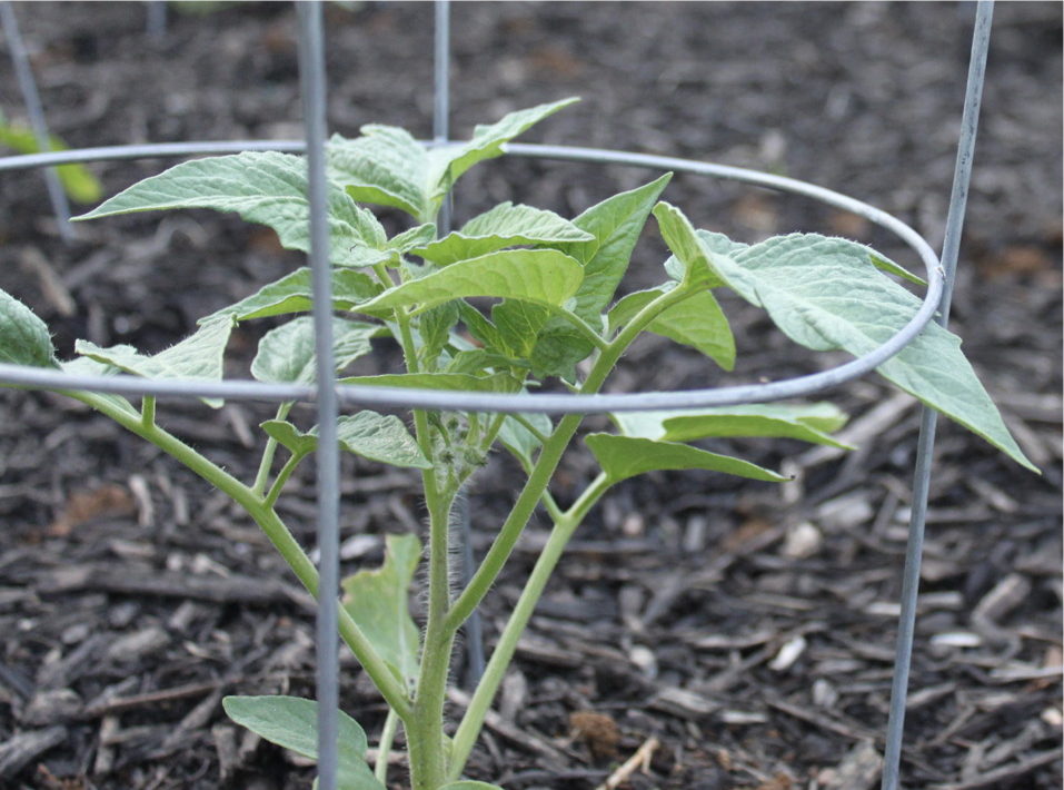 Tomatoes in a wire cage