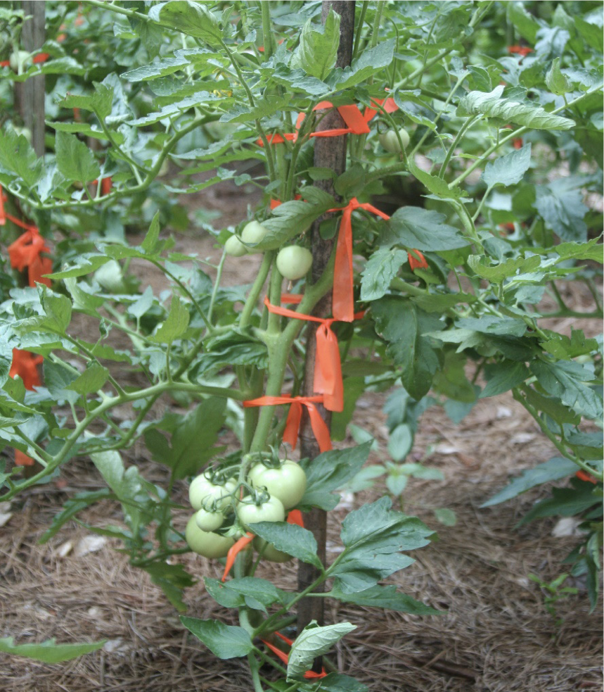 Red tomatoes staked at 10 to 12 inch height