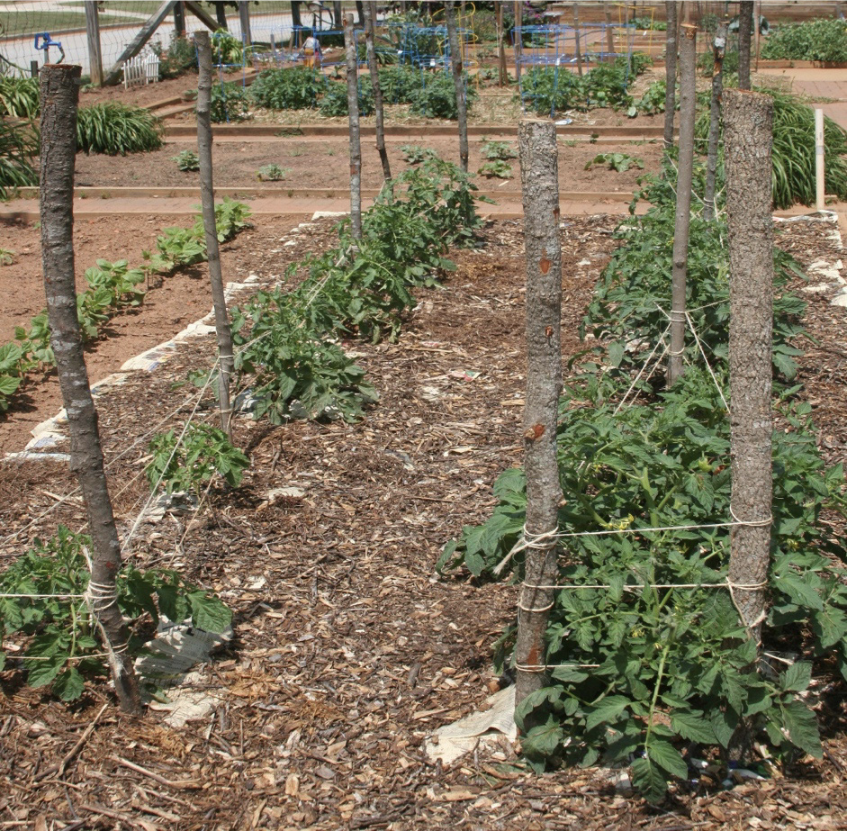 Tomato plants tied to stakes using the Florida weave method