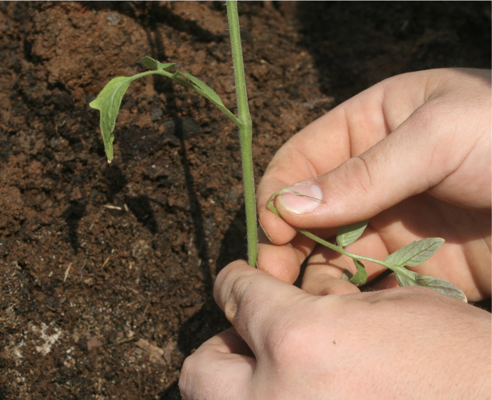 Person pruning lower stems close to the soil