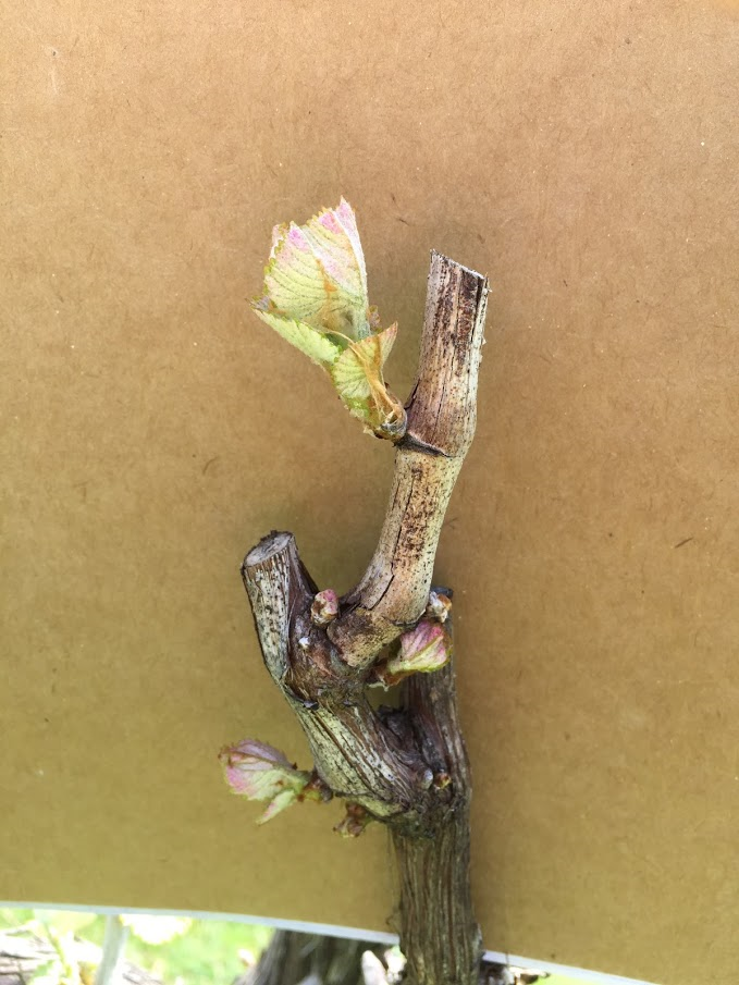 Spur-pruned cane with buds developing