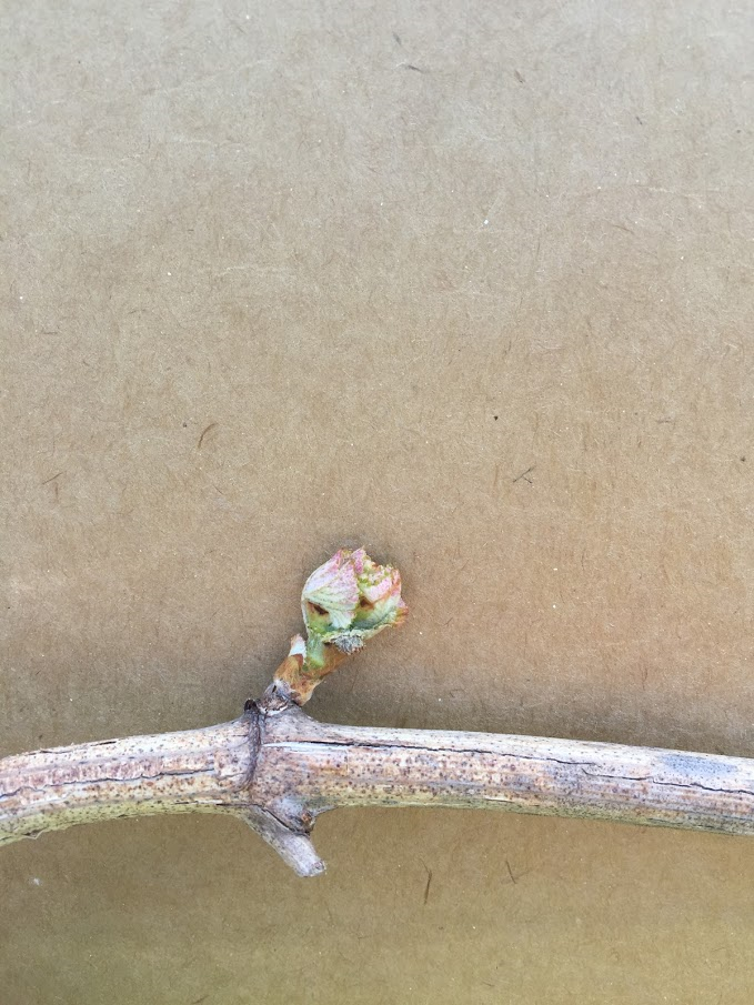 Cane-pruned cane with bud developing