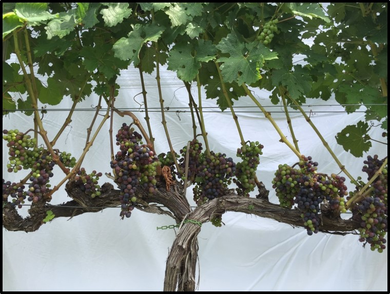 Cabernet sauvignon vines with optimal spacing