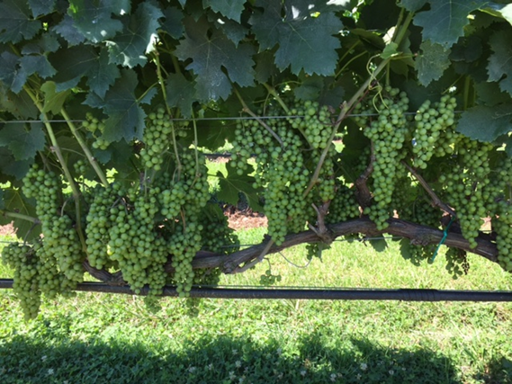 Overcrowded Merlot vine