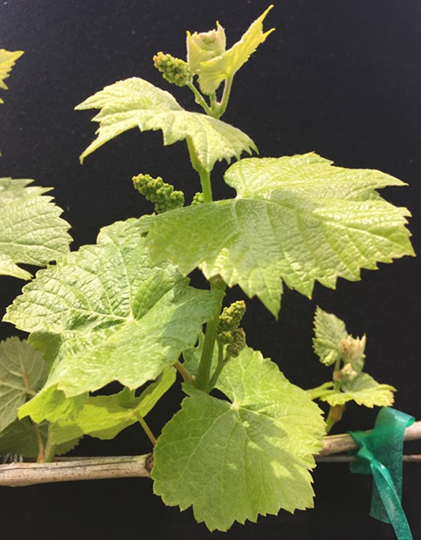 Grapevine shoot at the ideal stage for thinning
