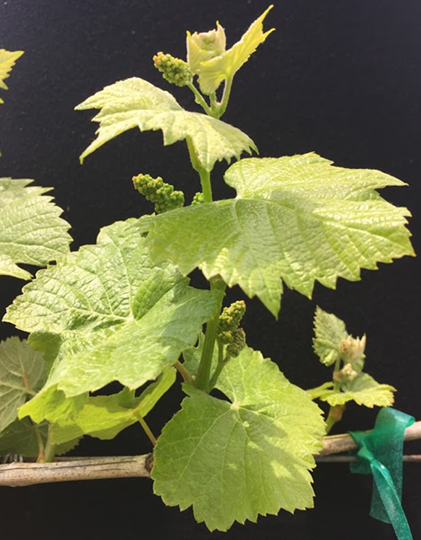 Grapevine shoot at the ideal stage for thinning
