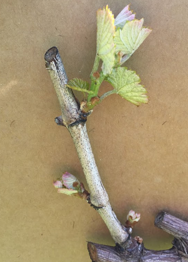 Cane spur with three count buds and a shoot of leaves