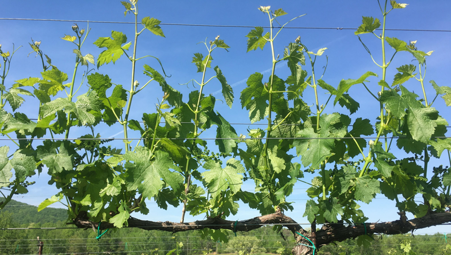 Merlot vine with evenly spaced shoots