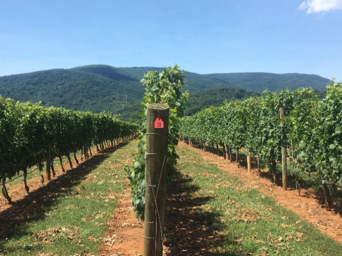 Vertical shoot positioned system in a vineyard