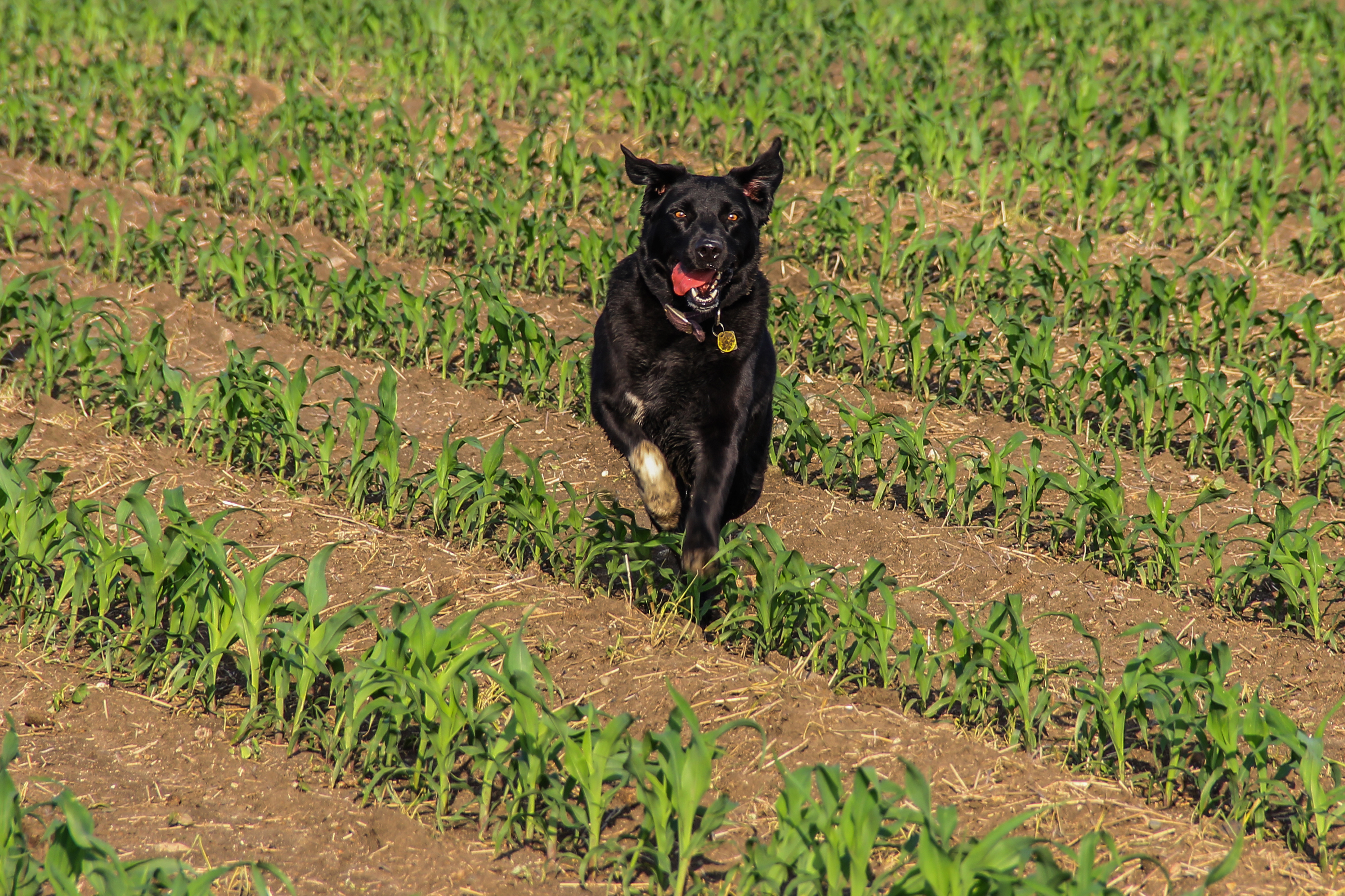 Black dog running through rows of plants