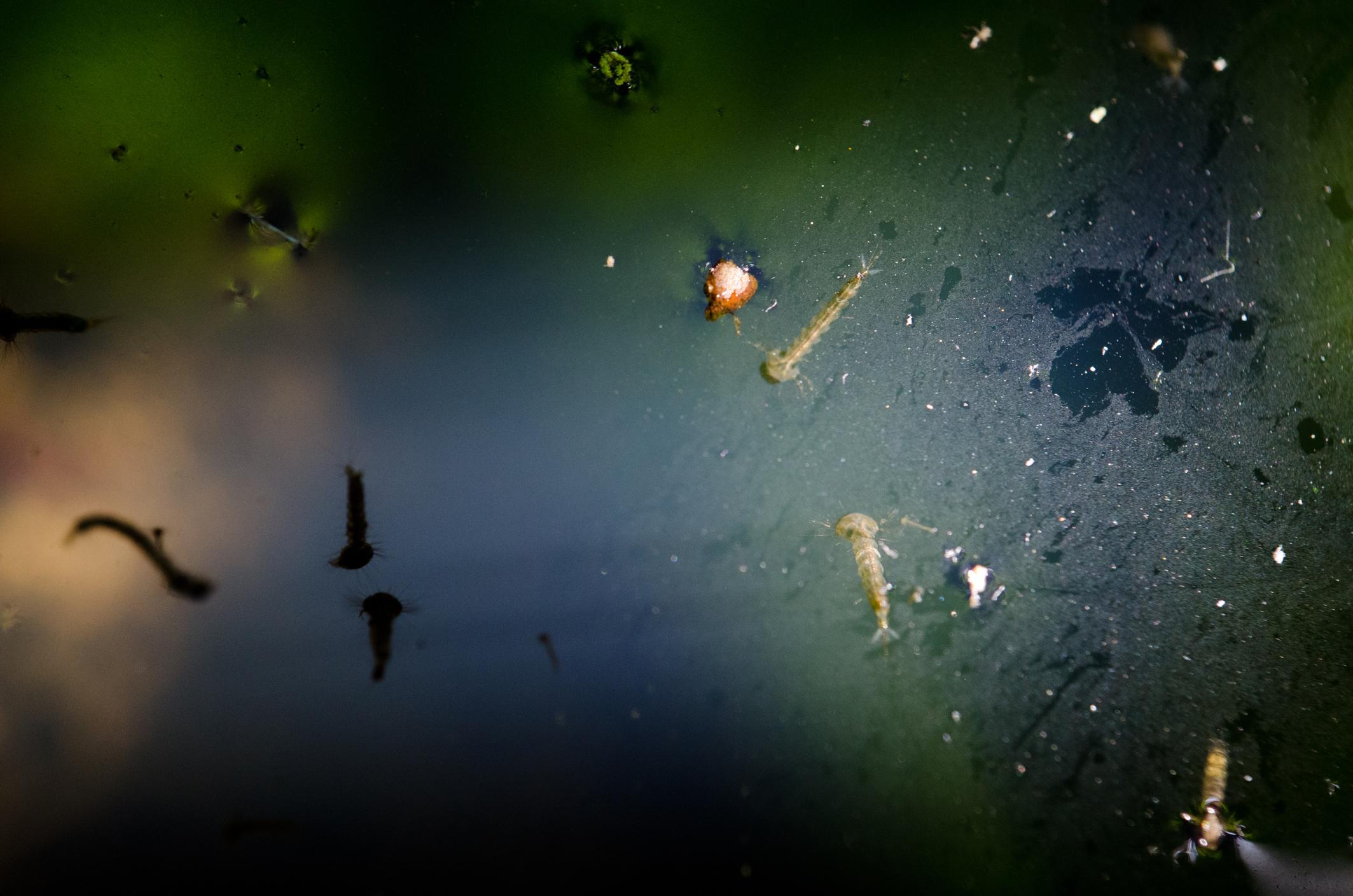 Mosquito larvae and pupa in water