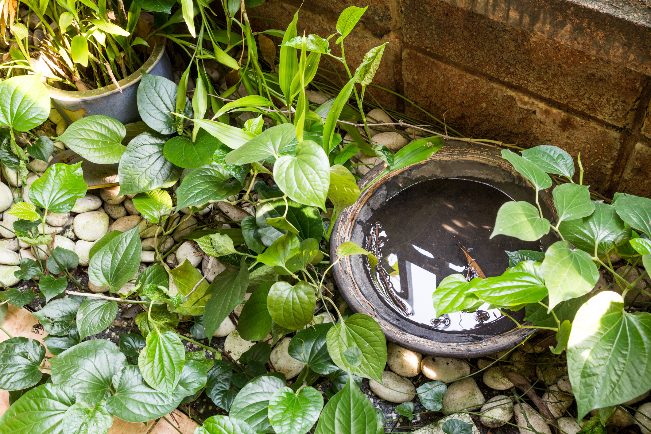 Planting dish full of water