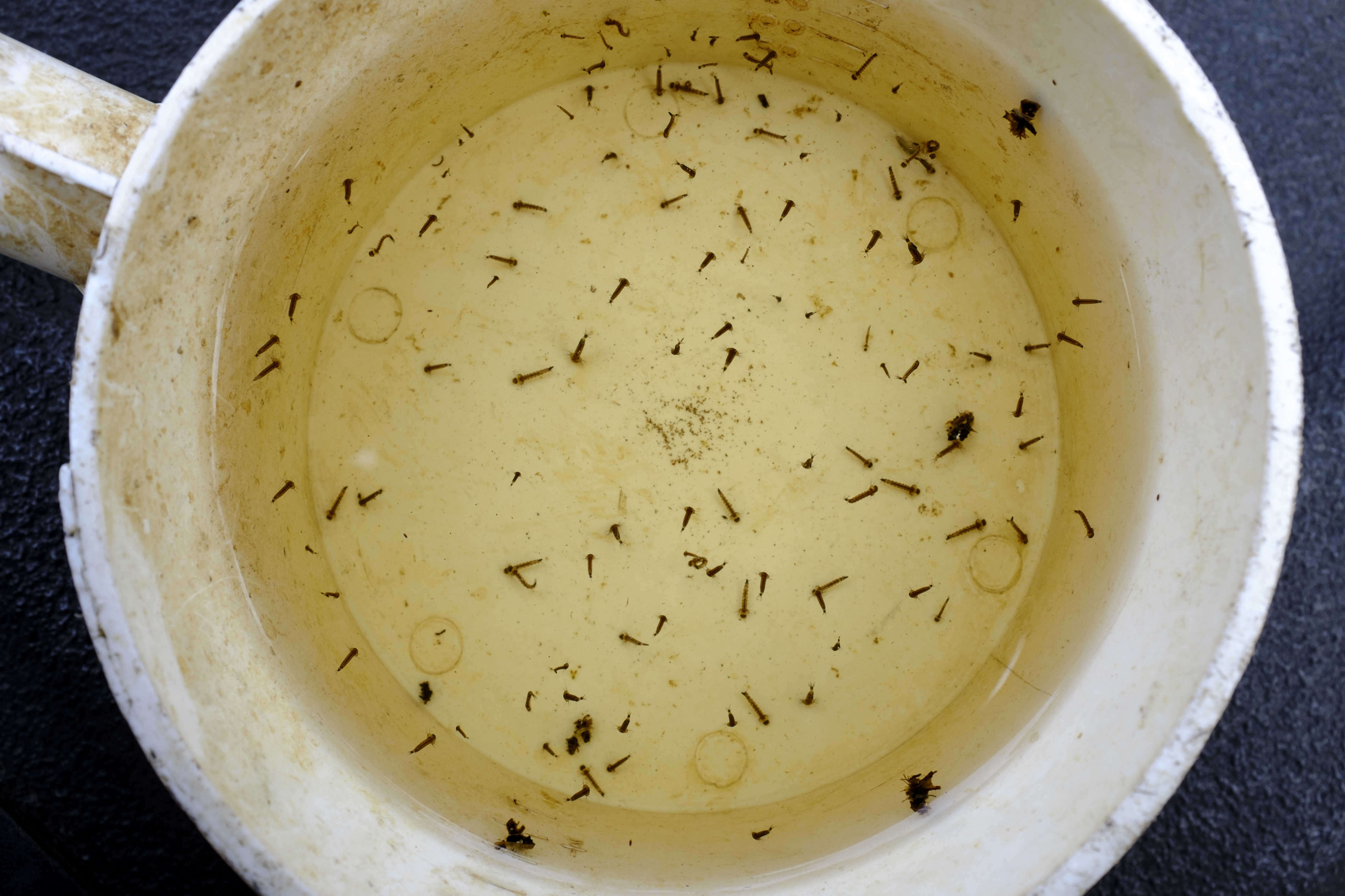 Mosquito larvae and pupae in a bowl of water