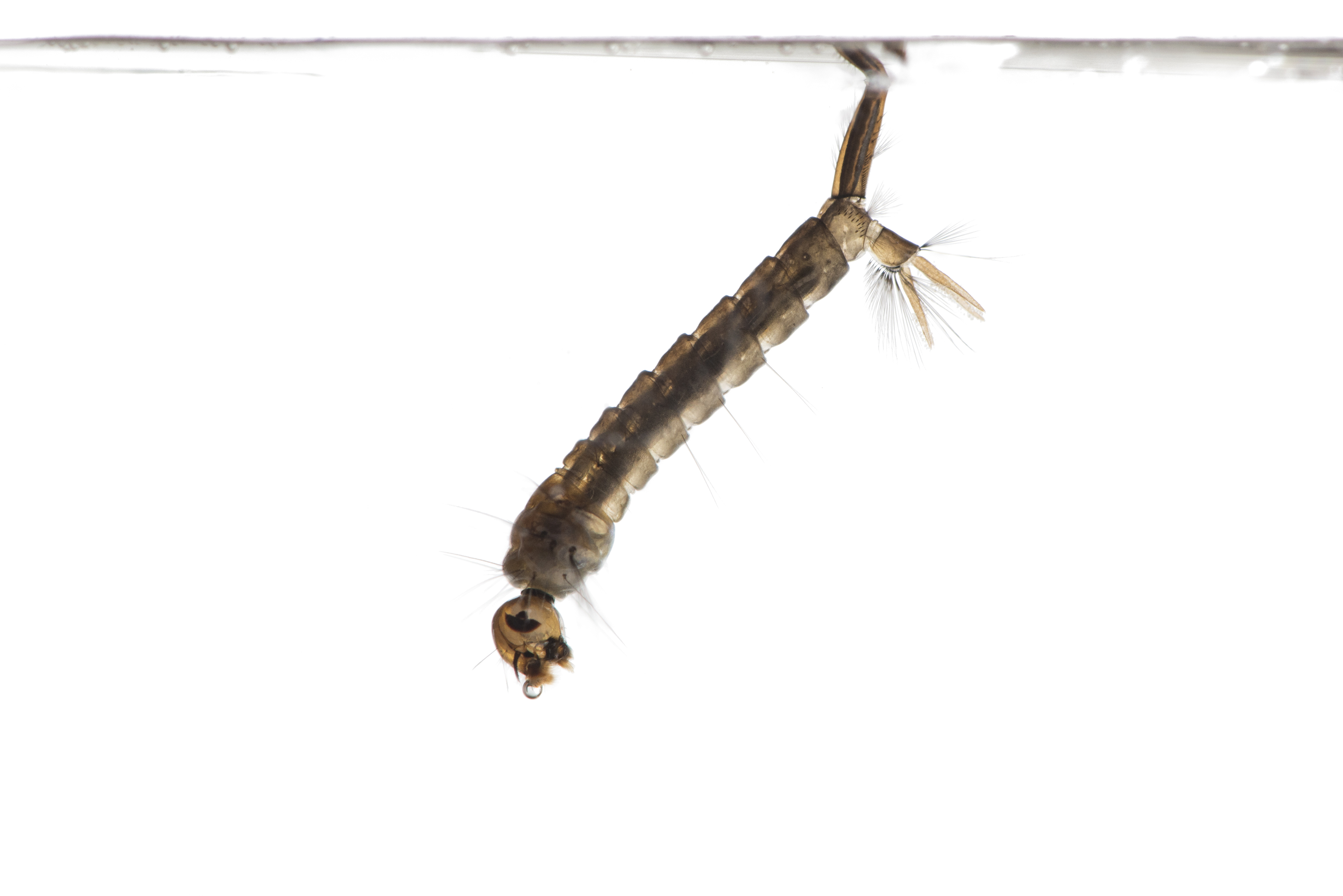 Mosquito larva underwater breathing at the surface