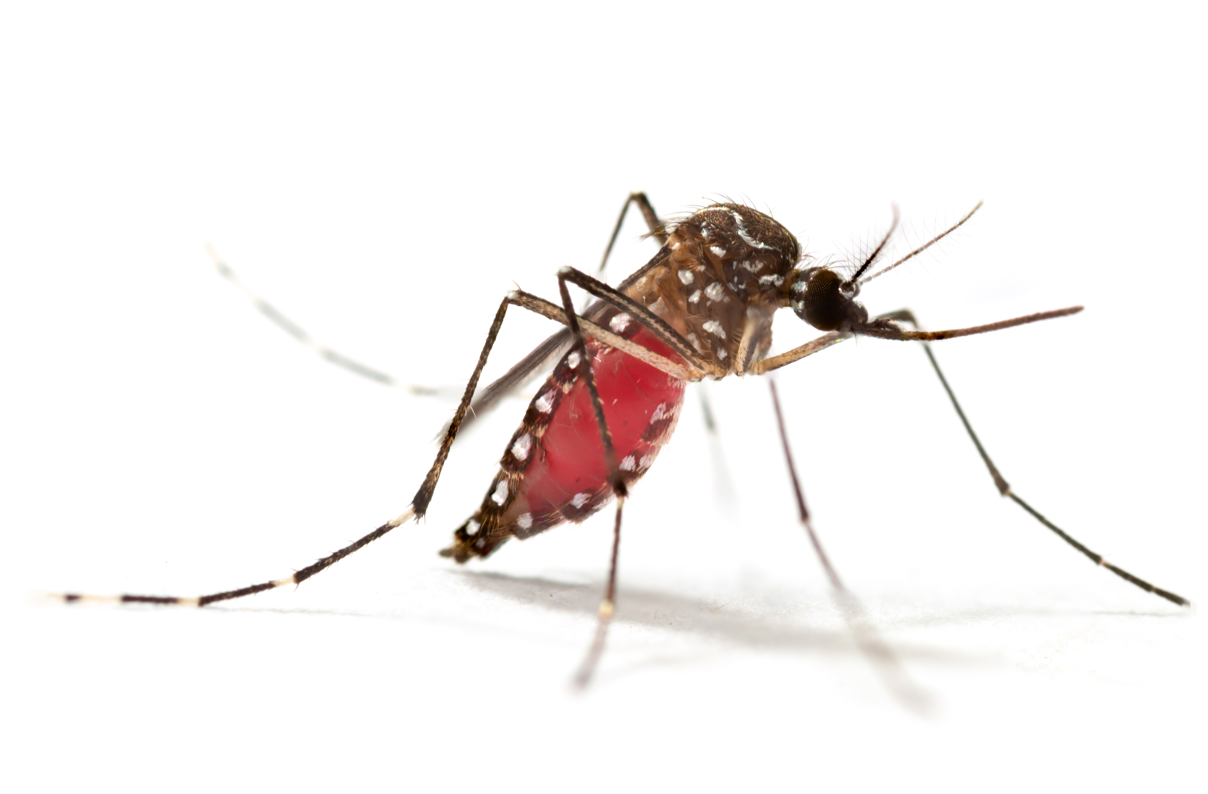 Adult mosquito after a blood meal