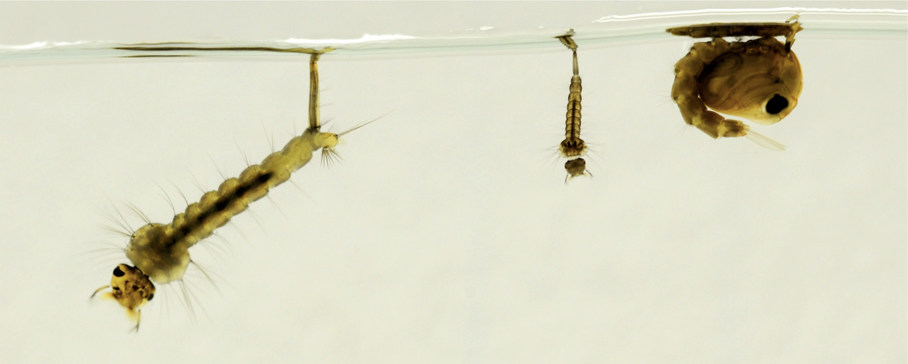 Mosquitos in the larval and pupal stage
