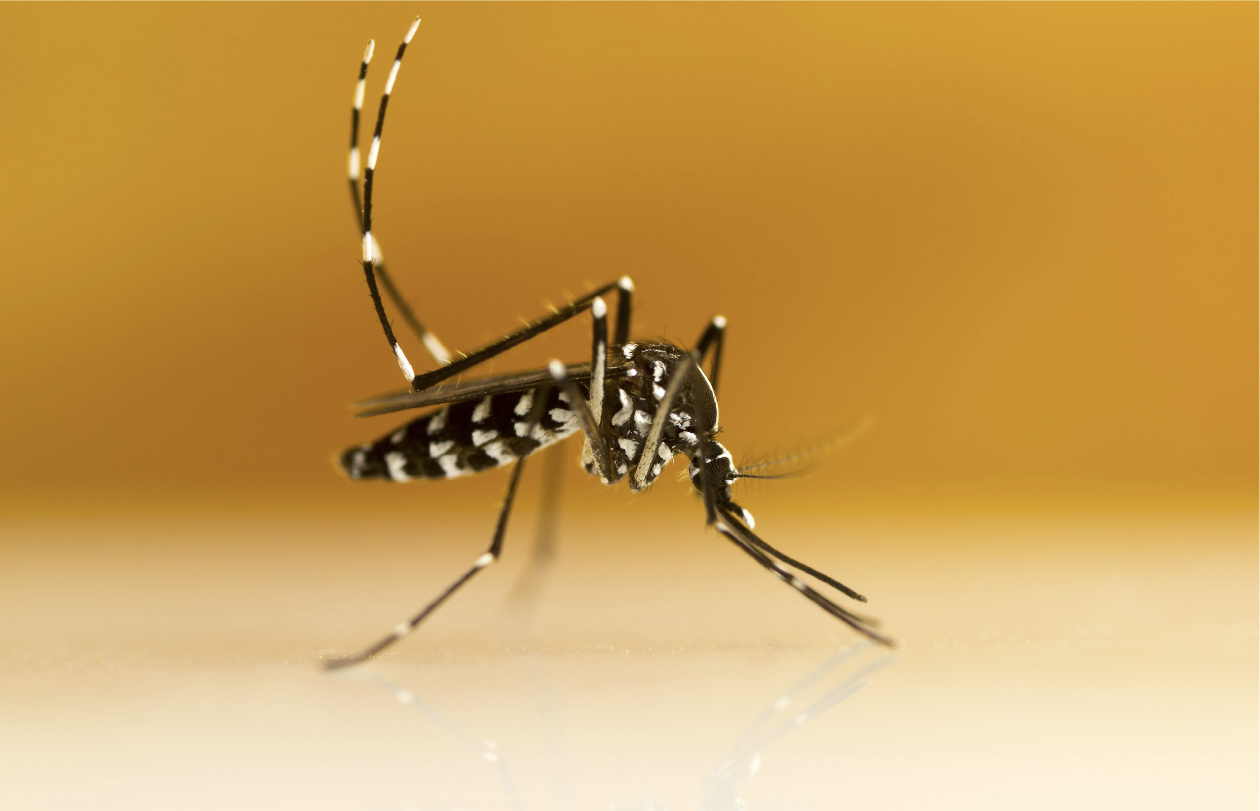 Mosquito Biology and Behavior | UGA Cooperative Extension