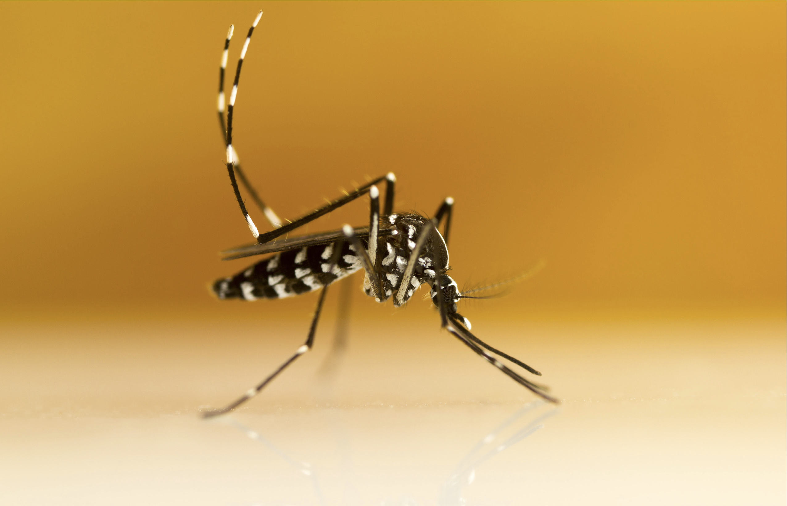 Adult mosquito