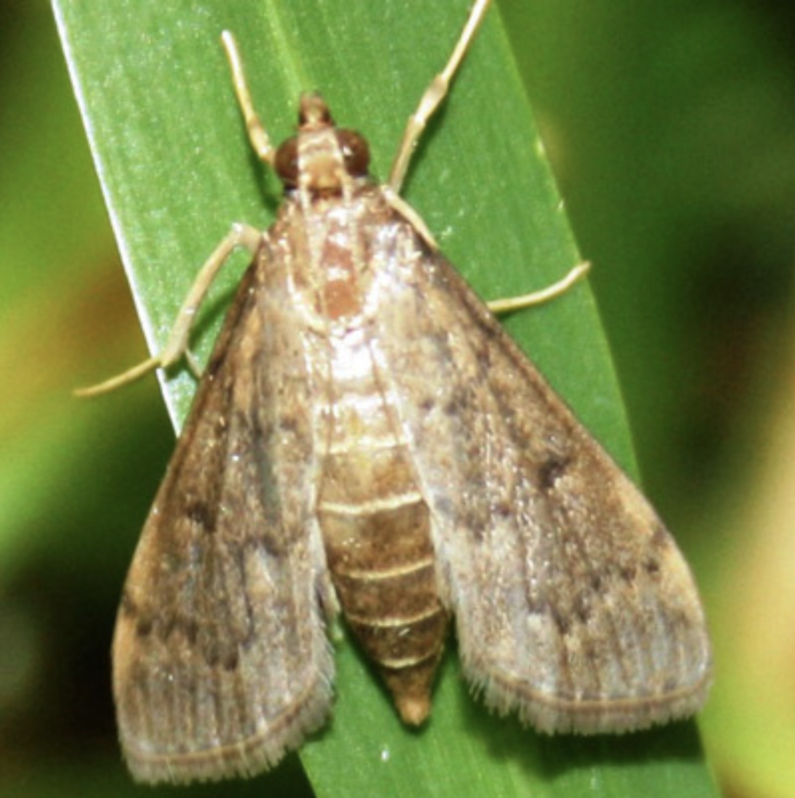 adult tropical webworm moth