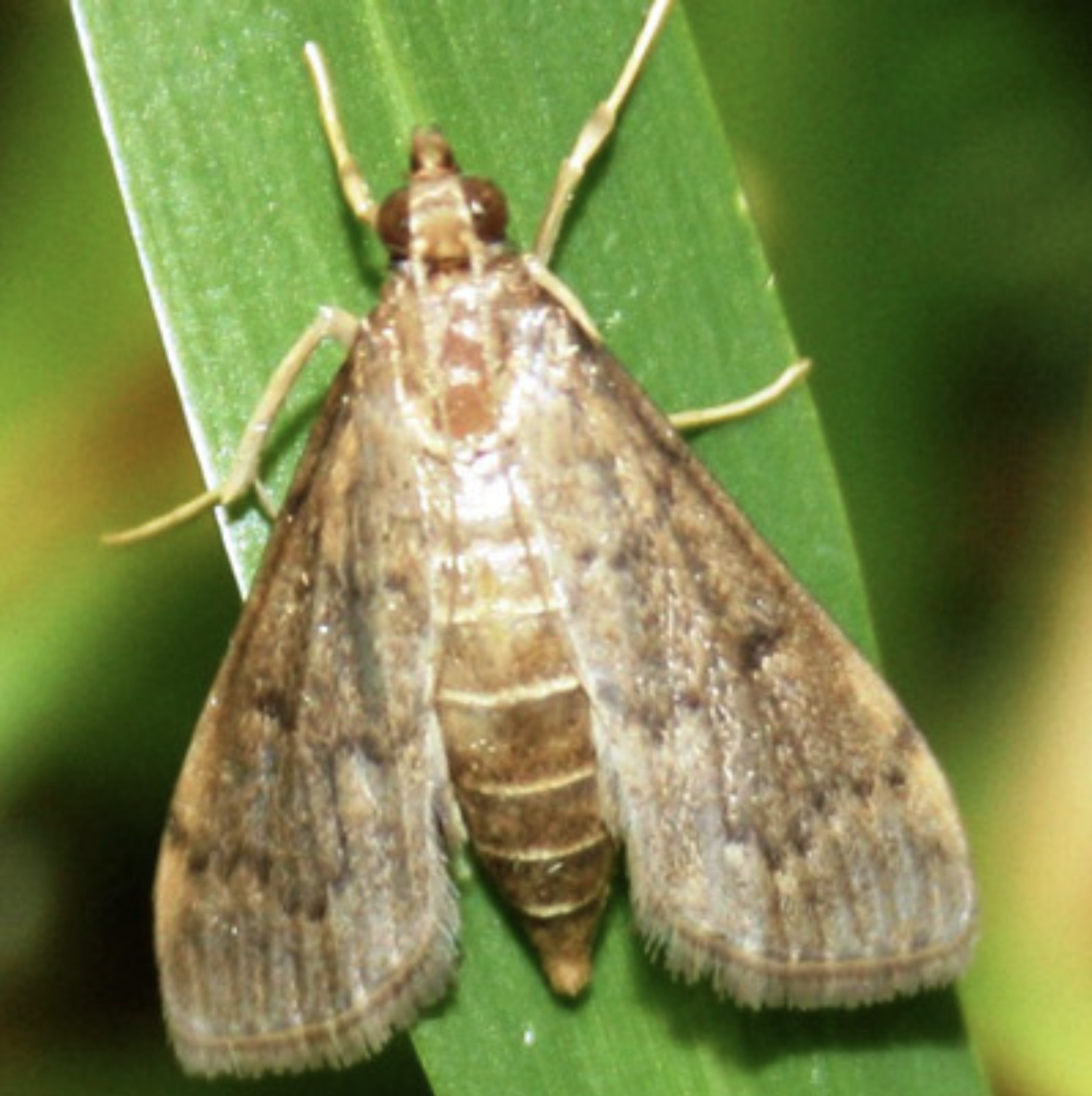 Sod Webworms: Biology and Management in Turfgrass | UGA Cooperative  Extension