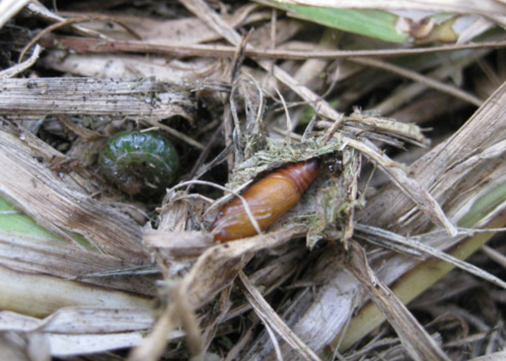 Sod webworm larva and pupa