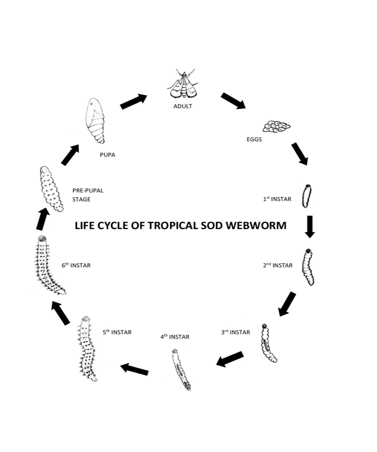 Life cycle of tropical sod webworm from eggs through 6 larval instars to pre-pupal stage, pupa, and adult then back to eggs