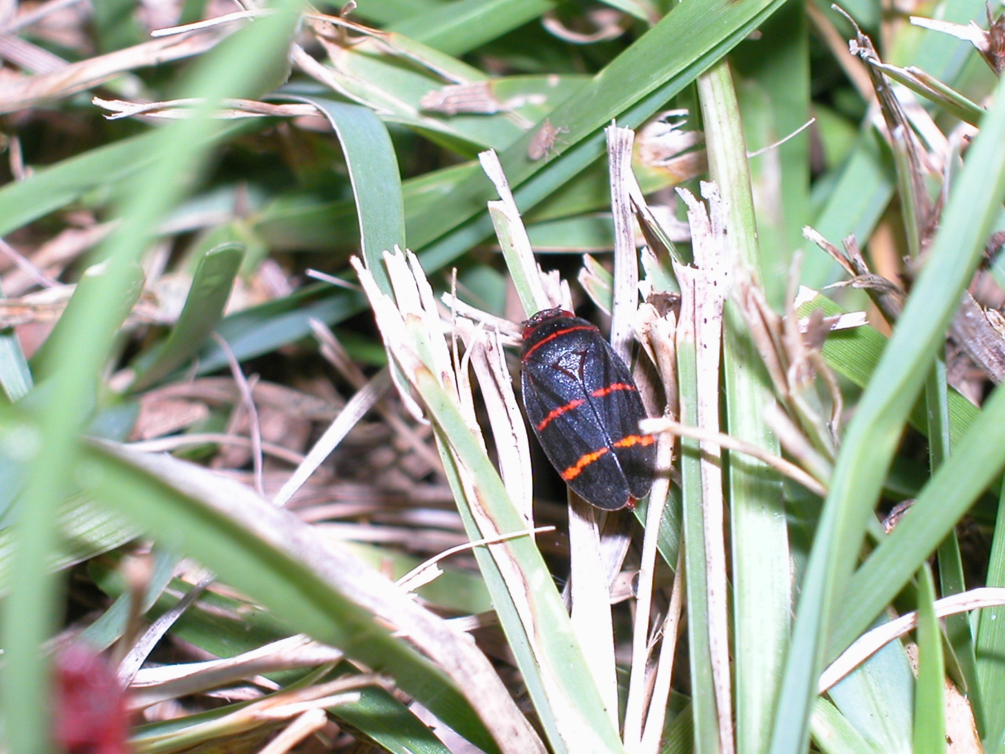 Two-lined spittlebug